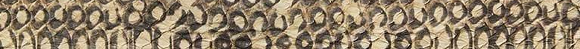 Exotics couro coach